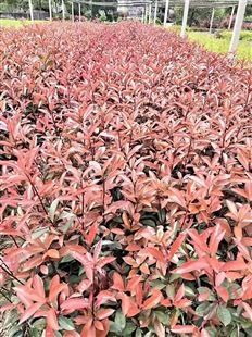 苗圃基地培育红叶石楠大杯苗 树形优美 工程绿化植物 美美